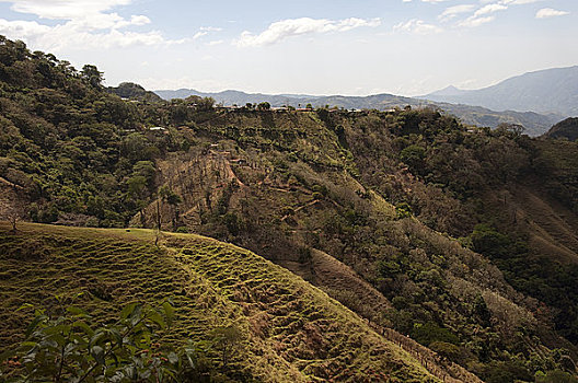 俯拍,咖啡种植园,山,哥斯达黎加