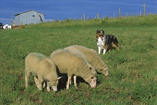澳洲牧羊犬,狗,保护,绵羊