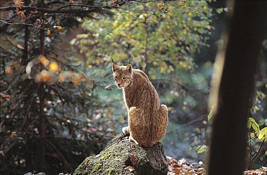猞猁,猫科动物,哺乳动物,巴伐利亚森林国家公园,德国,欧洲,动物