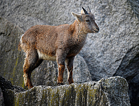 阿尔卑斯野山羊,羱羊,幼兽,岩石上,俘获
