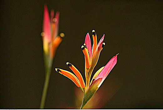 鹤望兰,花