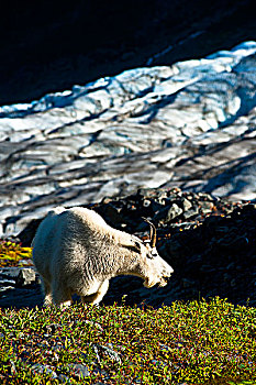 石山羊,放牧,植物,靠近,小路,出口,冰河,背景,奇奈峡湾国家公园,肯奈半岛,阿拉斯加,夏天