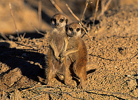 蒙哥,细尾獴属,幼仔,搂抱,卡拉哈迪大羚羊国家公园,卡拉哈里沙漠,南非,非洲