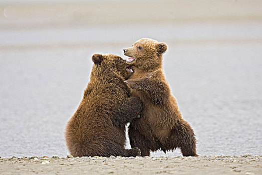 棕熊,熊,两个,幼兽,打闹,旁侧,水,阿拉斯加,美国