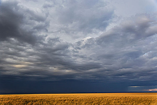 乌云,高处,草原,马塞马拉野生动物保护区,肯尼亚