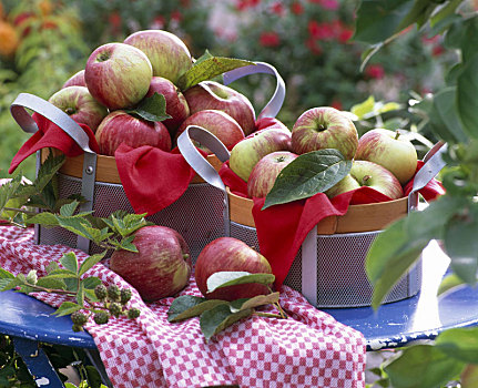 苹果树,苹果,篮子,毛巾