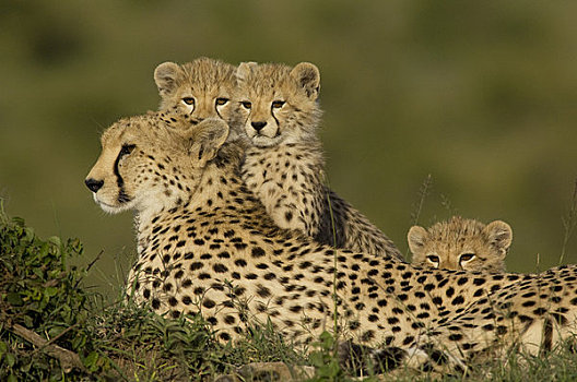 印度豹,家族,白蚁窝