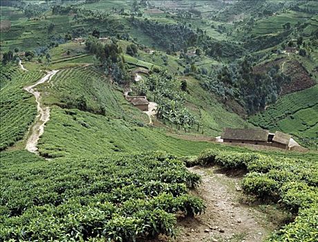 茶园,西北地区,卢旺达,许多,雨,富饶,土地,给,农民,完美,状况,西南方,高,品质,茶,乡野,山