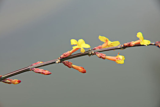 迎春花