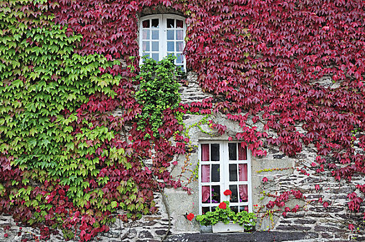 常春藤,房子,布列塔尼半岛,法国