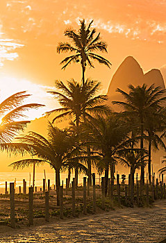 棕榈树,日落,伊帕内玛海滩,里约热内卢,巴西