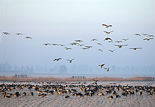 白额黑雁,成群,降落,地点,弗里斯兰省,荷兰