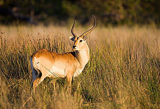 驴羚,第一,早晨,亮光,莫雷米禁猎区,博茨瓦纳,非洲