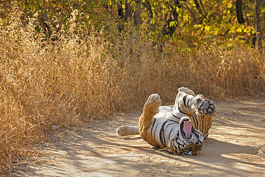 虎,背影,林道,伦滕波尔国家公园,地区,拉贾斯坦邦,印度,亚洲