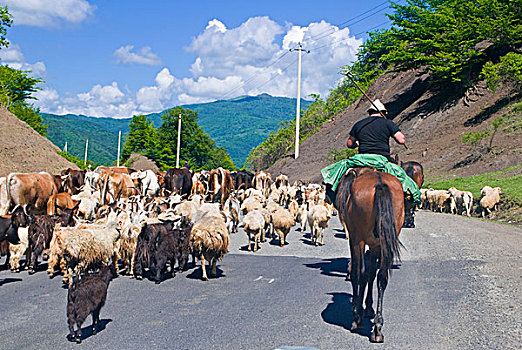 母牛,绵羊,牧群,山路,乔治亚