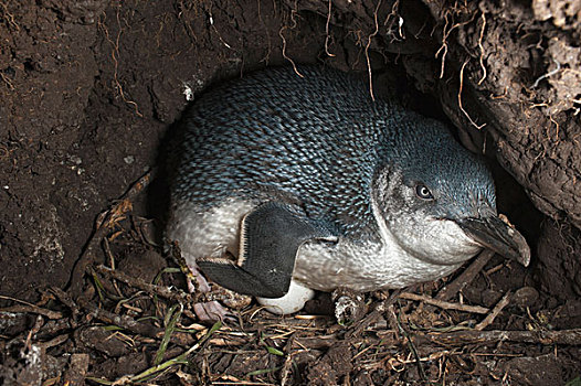 小蓝企鹅,孵卵,蛋,洞穴,菲利普岛,澳大利亚