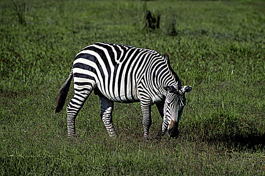 肯尼亚,安伯塞利国家公园,公园,斑马