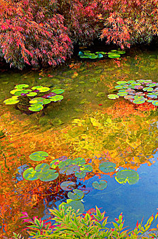 水塘,荷叶,反射,秋色,日式庭园,宝翠花园,温哥华岛,不列颠哥伦比亚省,加拿大