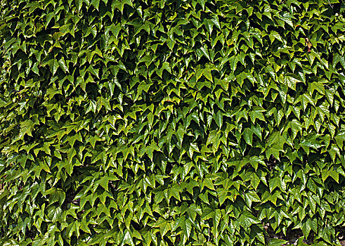 墙壁,遮盖,弗吉尼亚,藤蔓植物,地锦属