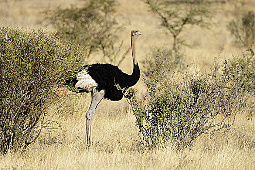 鸵鸟,鸵鸟属,雄性,叫,萨布鲁国家公园,肯尼亚,非洲