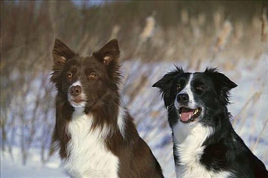 博德牧羊犬,狗,两个,成年人,一个,黑白,坐,一起,雪地