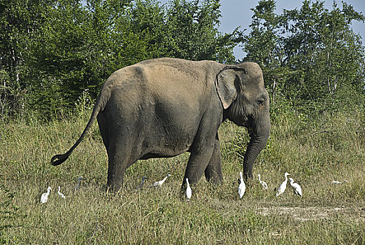 亚洲象,象属,走,牛背鹭,斯里兰卡