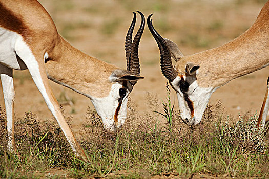 跳羚,打斗,卡拉哈里沙漠,北开普,南非