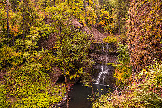 瀑布,密集,植被,银色瀑布州立公园,俄勒冈,美国,北美