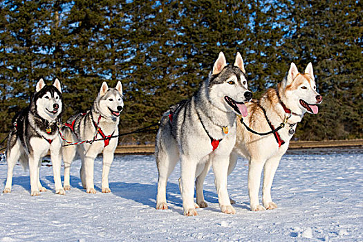 西伯利亚,哈士奇犬,狗,多,系,雪撬