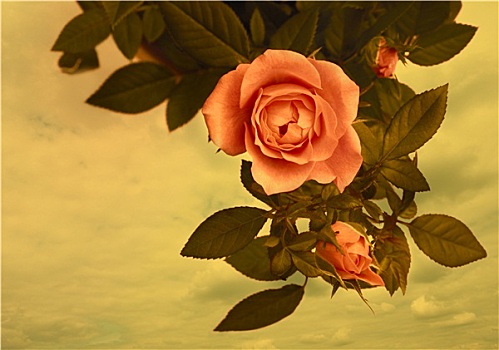 浪漫,旧式,玫瑰,背景