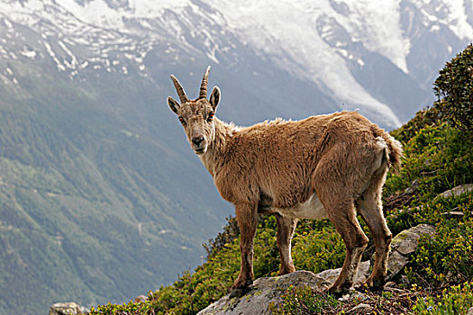 阿尔卑斯野山羊,羱羊,勃朗峰,山丘,法国,欧洲