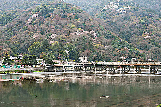 樱花,岚山,京都,日本