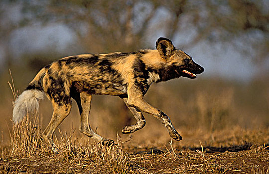 野狗,非洲野犬属,猎捕,濒危物种,禁猎区,南非,非洲