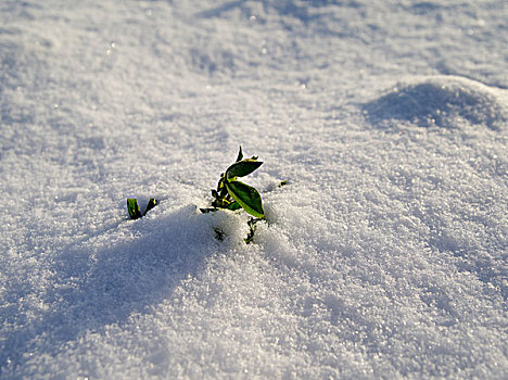 冰雪