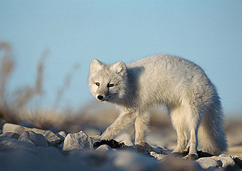 北极狐,加拿大