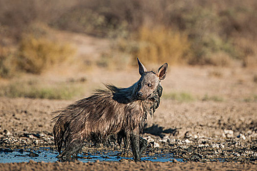 褐色,鬣狗,站立,水坑,卡拉哈迪大羚羊国家公园,北开普,南非,非洲