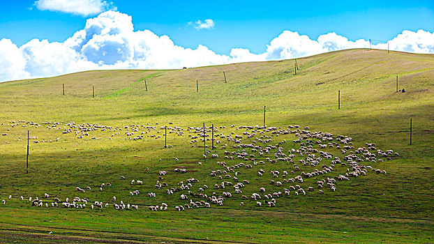 草原绵羊图片素材_草原绵羊图片素材大全_草原绵羊素材大全