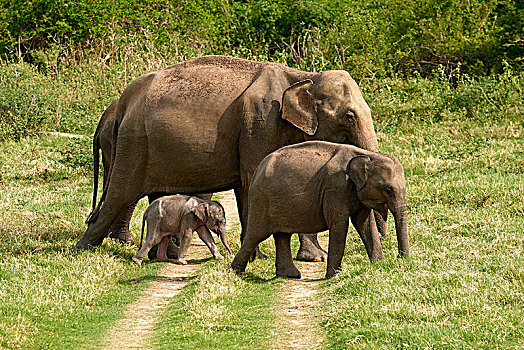群,斯里兰卡人,大象,象属,小动物,小路,国家公园,北方,中央省,斯里兰卡,亚洲