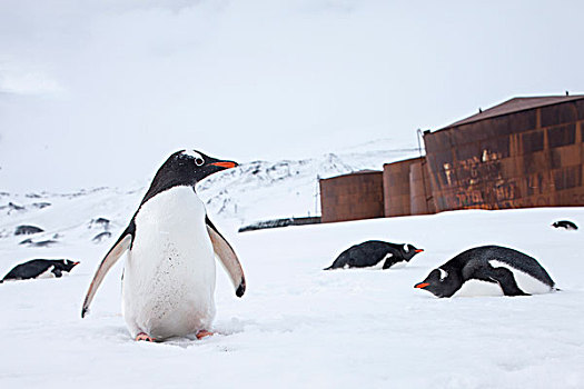 南极,南设得兰群岛,巴布亚企鹅,站立,雪中,生锈,鲸,油罐,欺骗岛