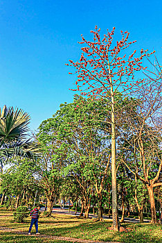 海南儋州新市委广场木棉树