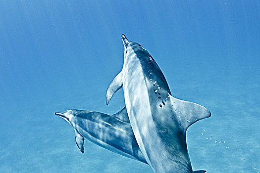 夏威夷,湾,一对,长吻原海豚,水下