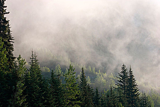 树林,山脉,薄雾,不列颠哥伦比亚省,加拿大