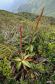 猪笼草,一对,花,本土动植物,维多利亚山,巴拉望岛,岛屿,菲律宾