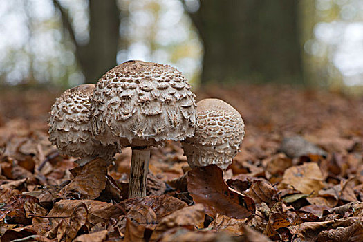 伞状蘑菇,下萨克森,德国,欧洲