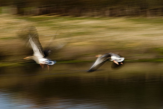 英格兰,伯克郡,两只,鸭子,飞跃,泰晤士河,洪水,水系