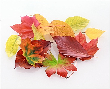堆积,彩色,秋叶