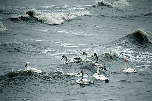 烟敦角天鹅在风雨中冲浪
