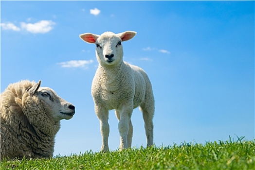 好奇,羊羔,春天