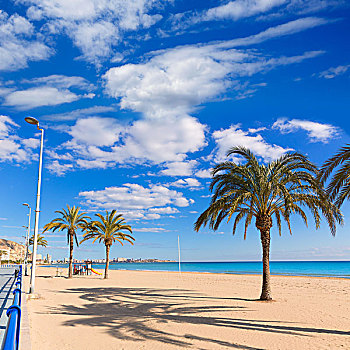 阿利坎特,海滩,地中海,西班牙,棕榈树