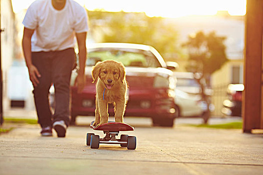 拉布拉多犬,小狗,滑板,物主,跟随,后面